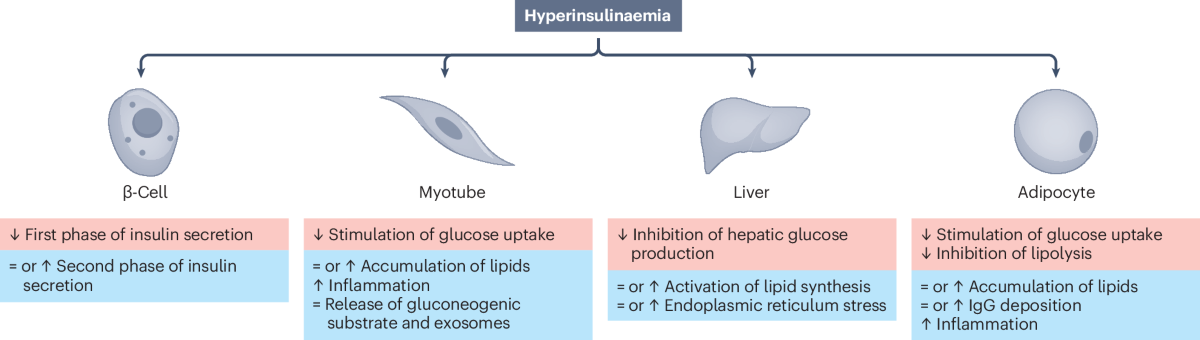 Insulin resistance in type 2 diabetes mellitus | Nature Reviews Endocrinology Insulin resistance in type 2 diabetes mellitus | Nature Reviews Endocrinology