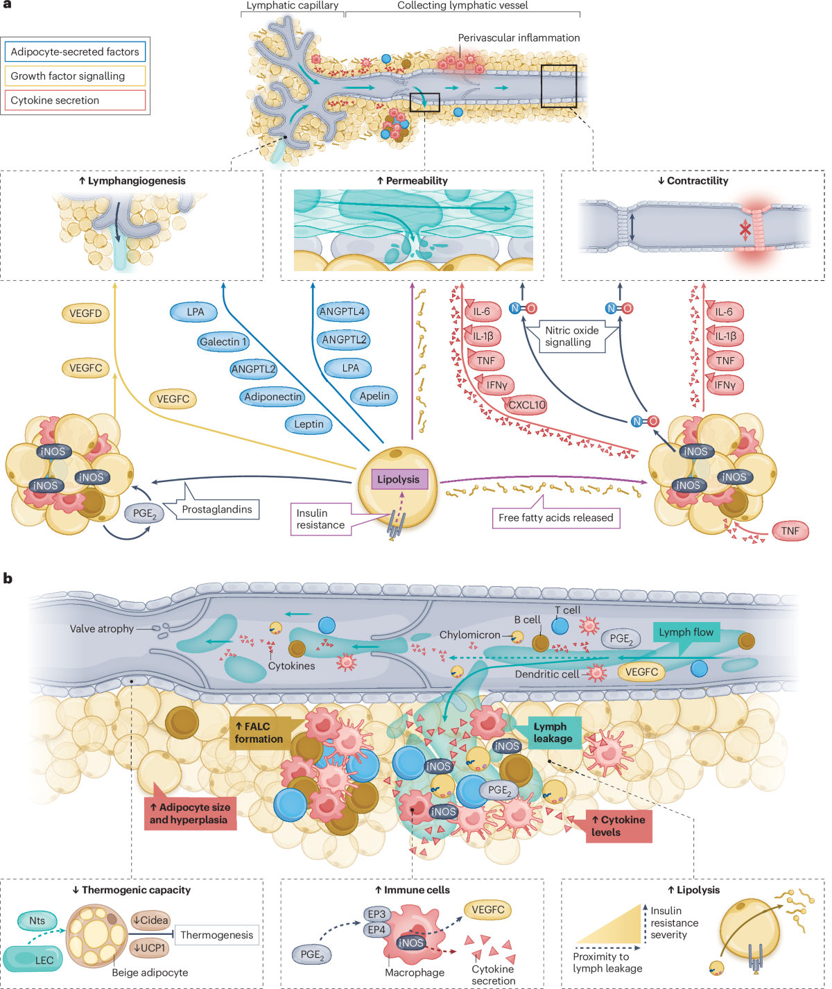 Dysfunctional adipose tissuelymphatic crosstalk in obesity | Nature Reviews Endocrinology Dysfunctional adipose tissuelymphatic crosstalk in obesity | Nature Reviews Endocrinology