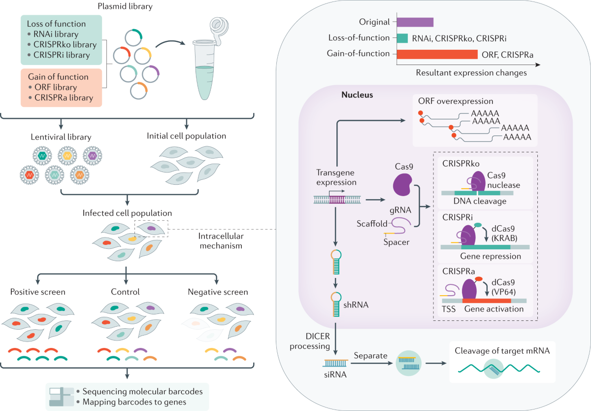 ls- model nude check mate z' Exploring liver cancer biology through functional genetic screens | Nature  Reviews Gastroenterology & Hepatology