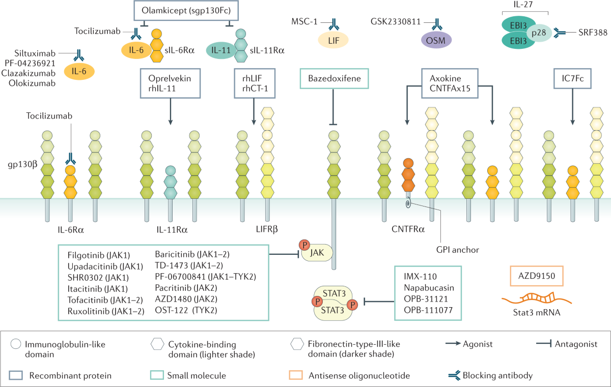 glutathione and il-6 Molecular mechanisms of action of GLVs bioactives in healthy aging The Role of Glutathione in