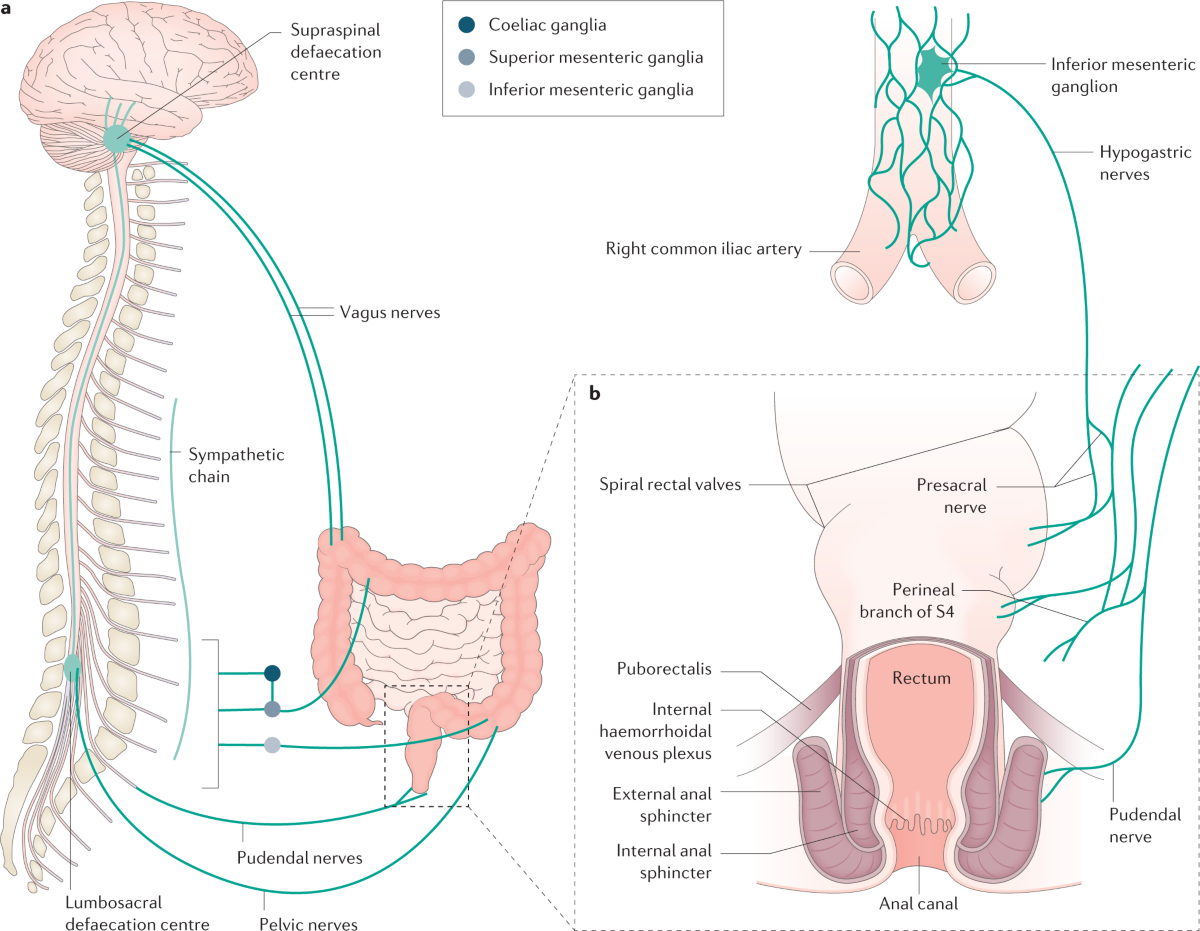 Anorectal Anatomy and Physiology