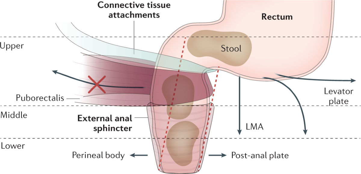 Anal Canal Anatomy Diagram | Quizlet