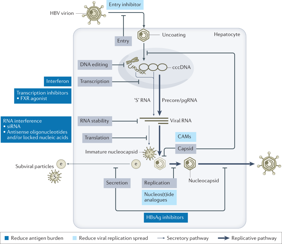 The scientific basis of combination therapy for chronic hepatitis B functional cure | Nature Reviews Gastroenterology & Hepatology
