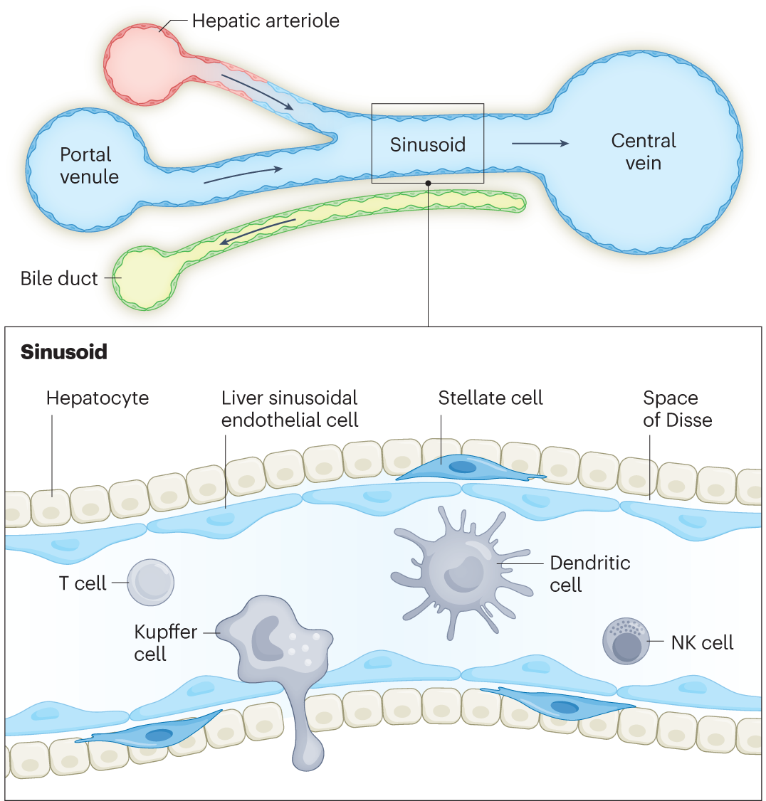 Tolerance-inducing therapies in coeliac disease  mechanisms, progress and  future directions | Nature Reviews Gastroenterology & Hepatology