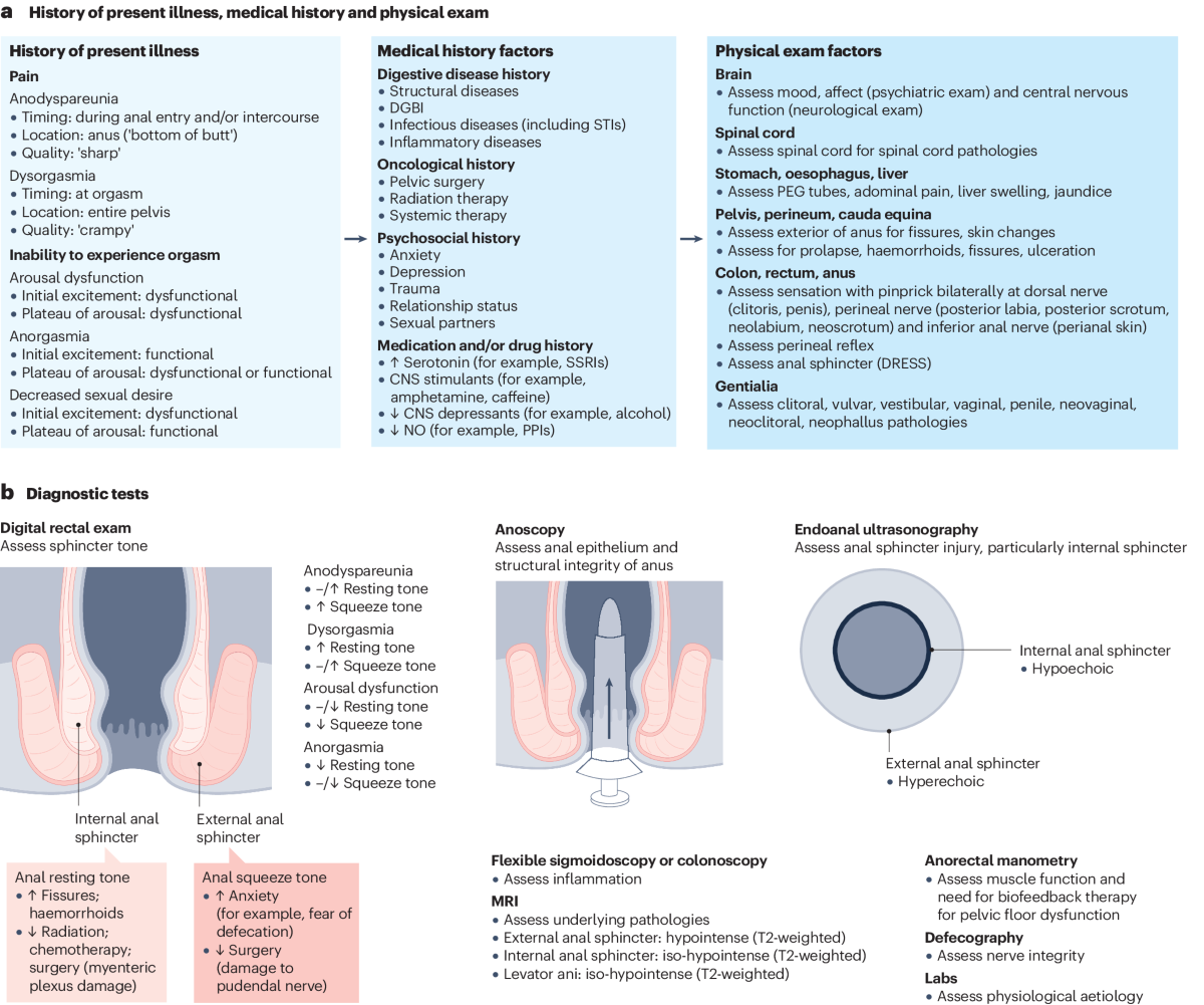 Pleasurable and problematic receptive anal intercourse and diseases of the  colon, rectum and anus | Nature Reviews Gastroenterology & Hepatology