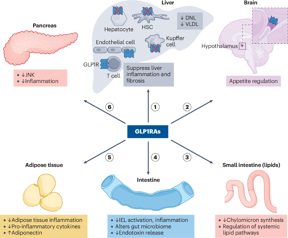 tirzepatide and mash Drug treatment of from none to (too) many options? Lessons from incretin-based therapy in