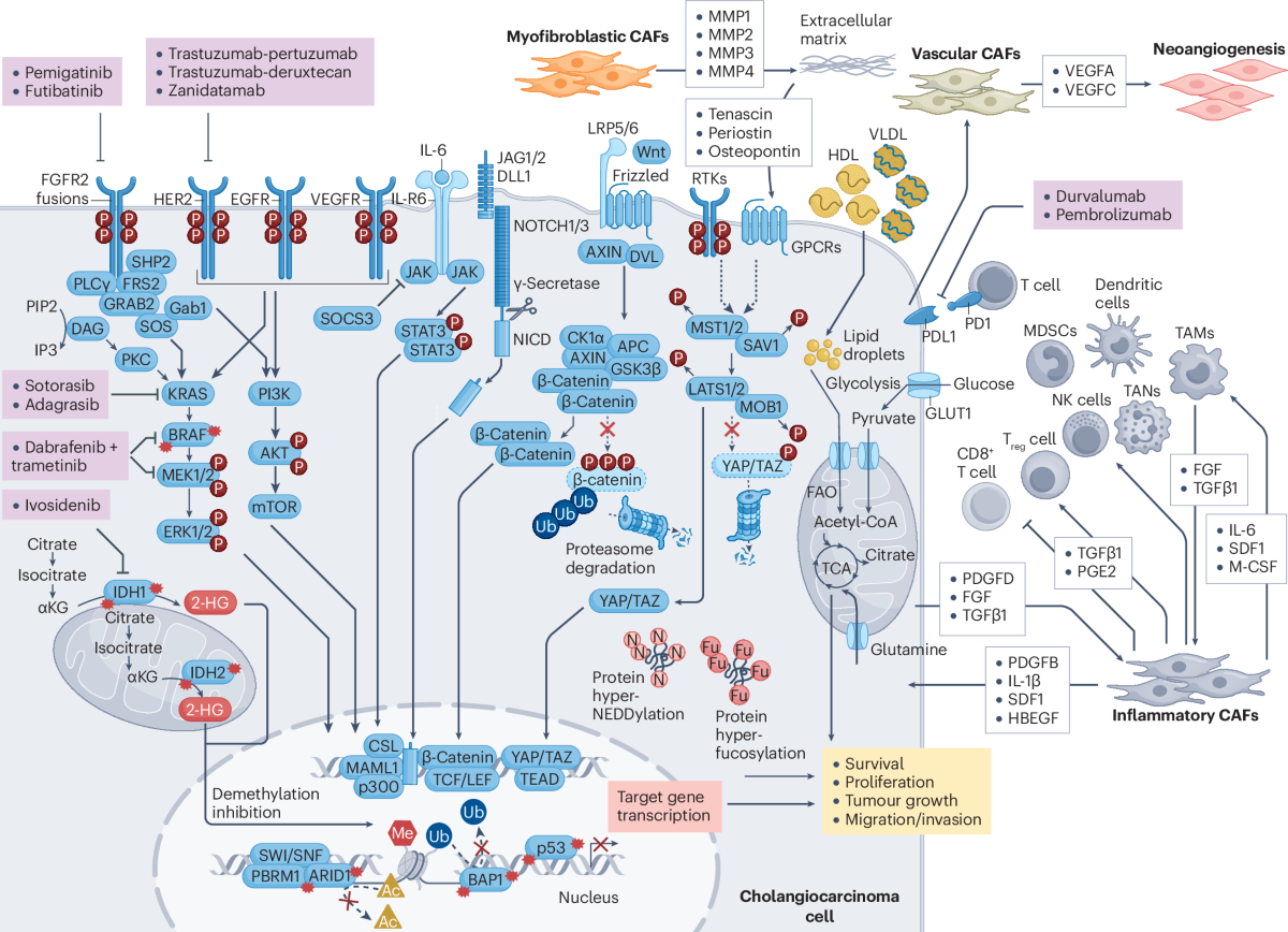 Cholangiocarcinoma 2026: status quo, unmet needs and priorities | Nature  Reviews Gastroenterology & Hepatology
