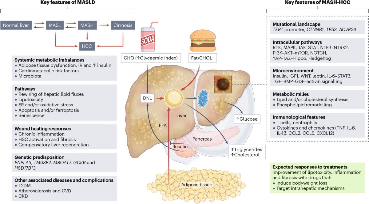 Metabolic dysfunction-associated steatotic liver disease and steatohepatitis-associated hepatocarcinoma preclinical models