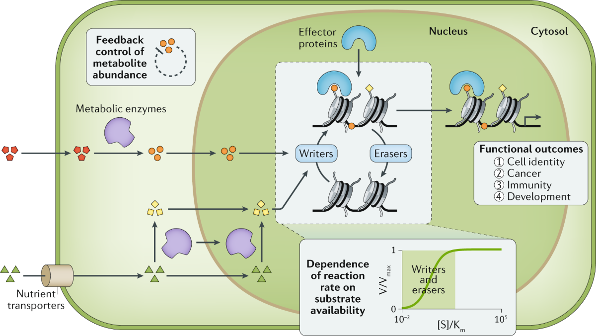 The evolving metabolic landscape of chromatin biology and epigenetics