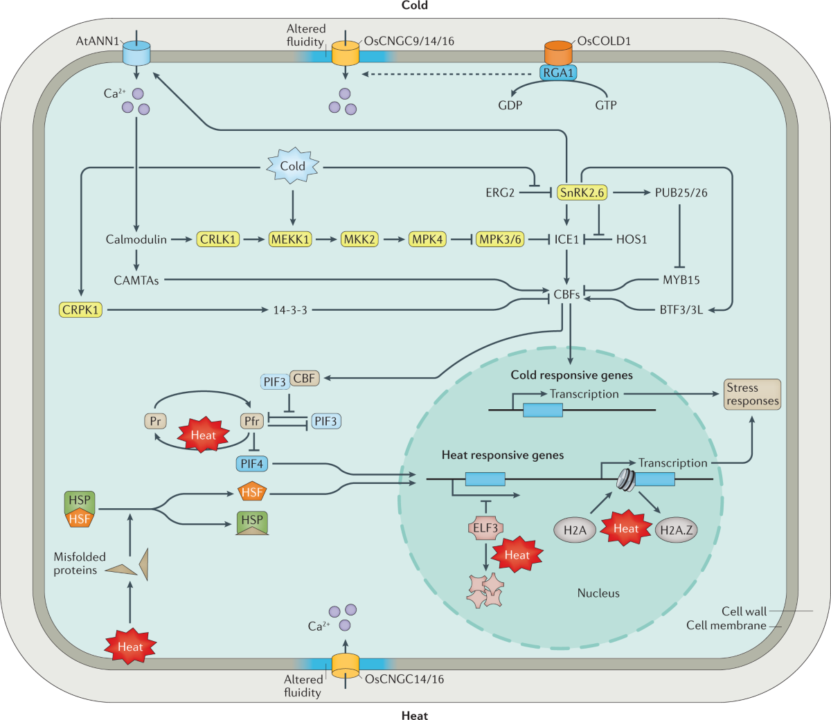 Abiotic stress responses in plants | Nature Reviews Genetics