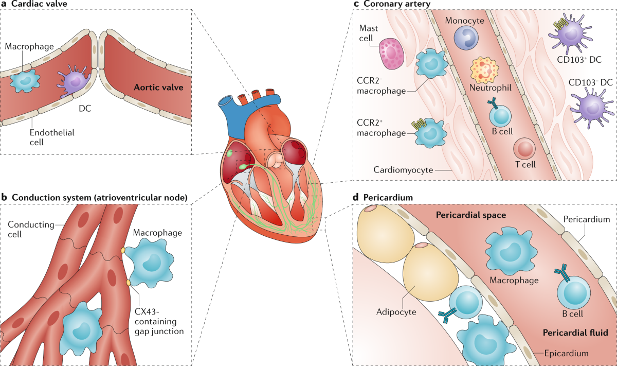 Cardioimmunology: the immune system in cardiac homeostasis and disease |  Nature Reviews Immunology