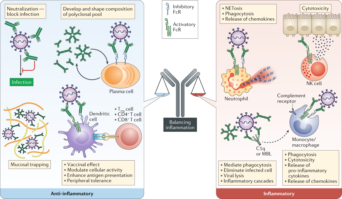 ghk-cu antibody formation neutralizing antibodies Dissecting antibody-mediated protection against SARS-CoV-2