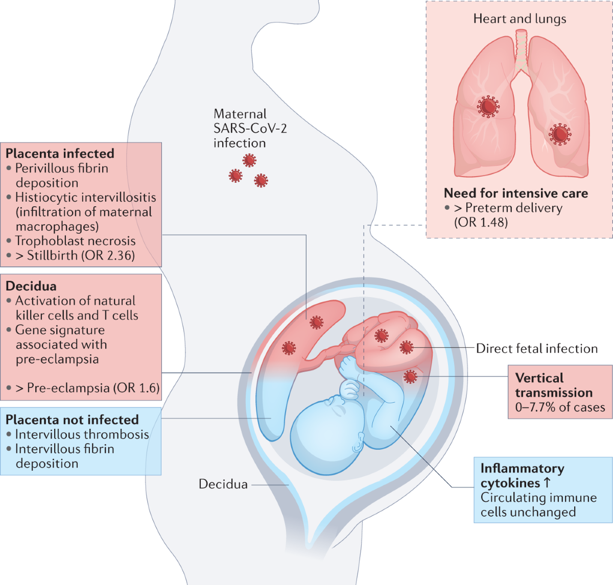 SARS-CoV-2 infection and COVID-19 vaccination in pregnancy | Nature Reviews  Immunology, image size:1200x1146
