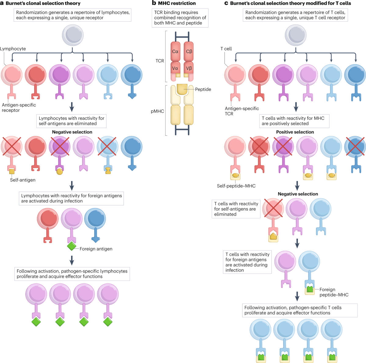 A guide to thymic selection of T cells | Nature Reviews Immunology