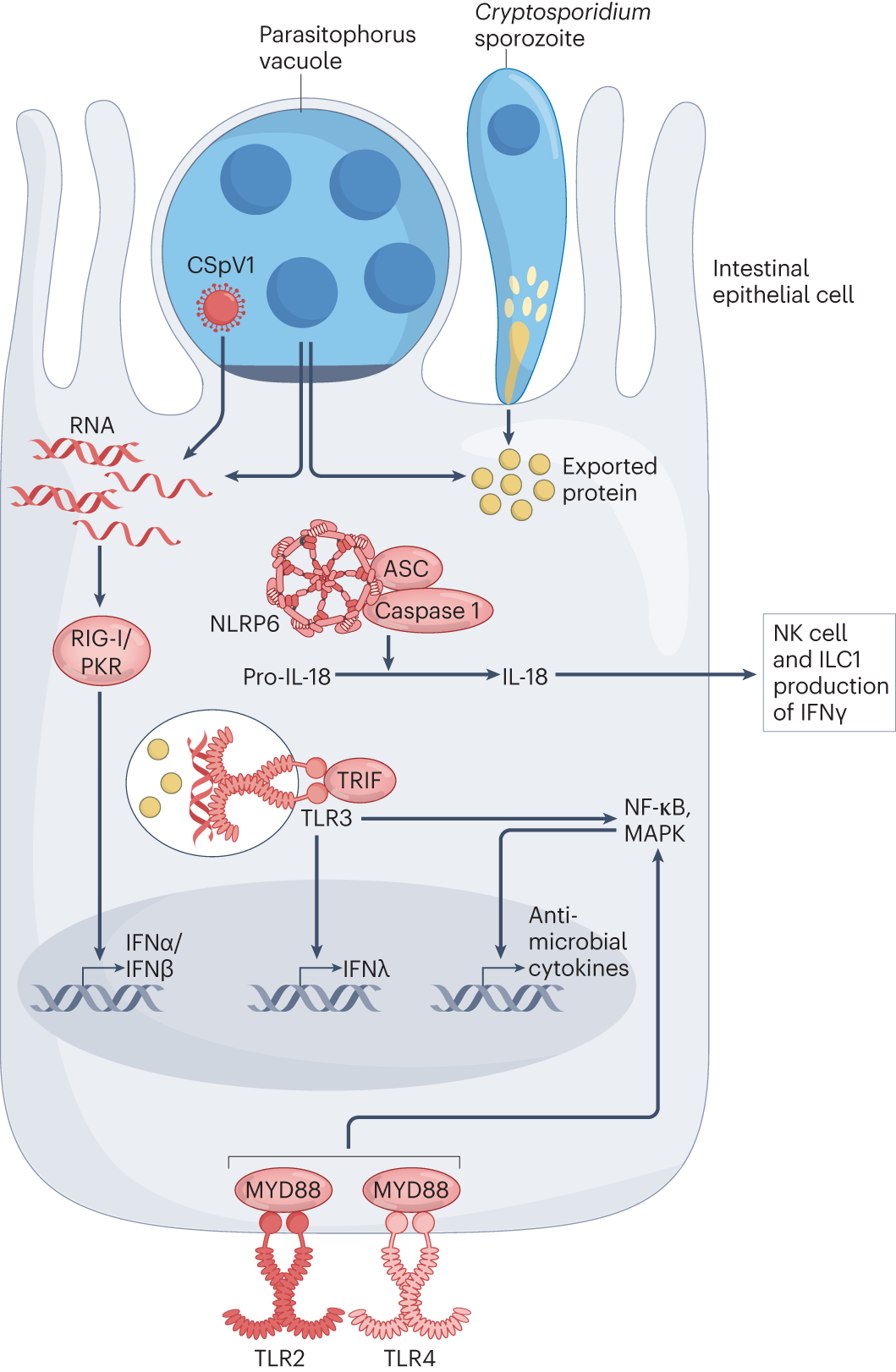 Immunity to Cryptosporidium: insights into principles of enteric responses  to infection | Nature Reviews Immunology