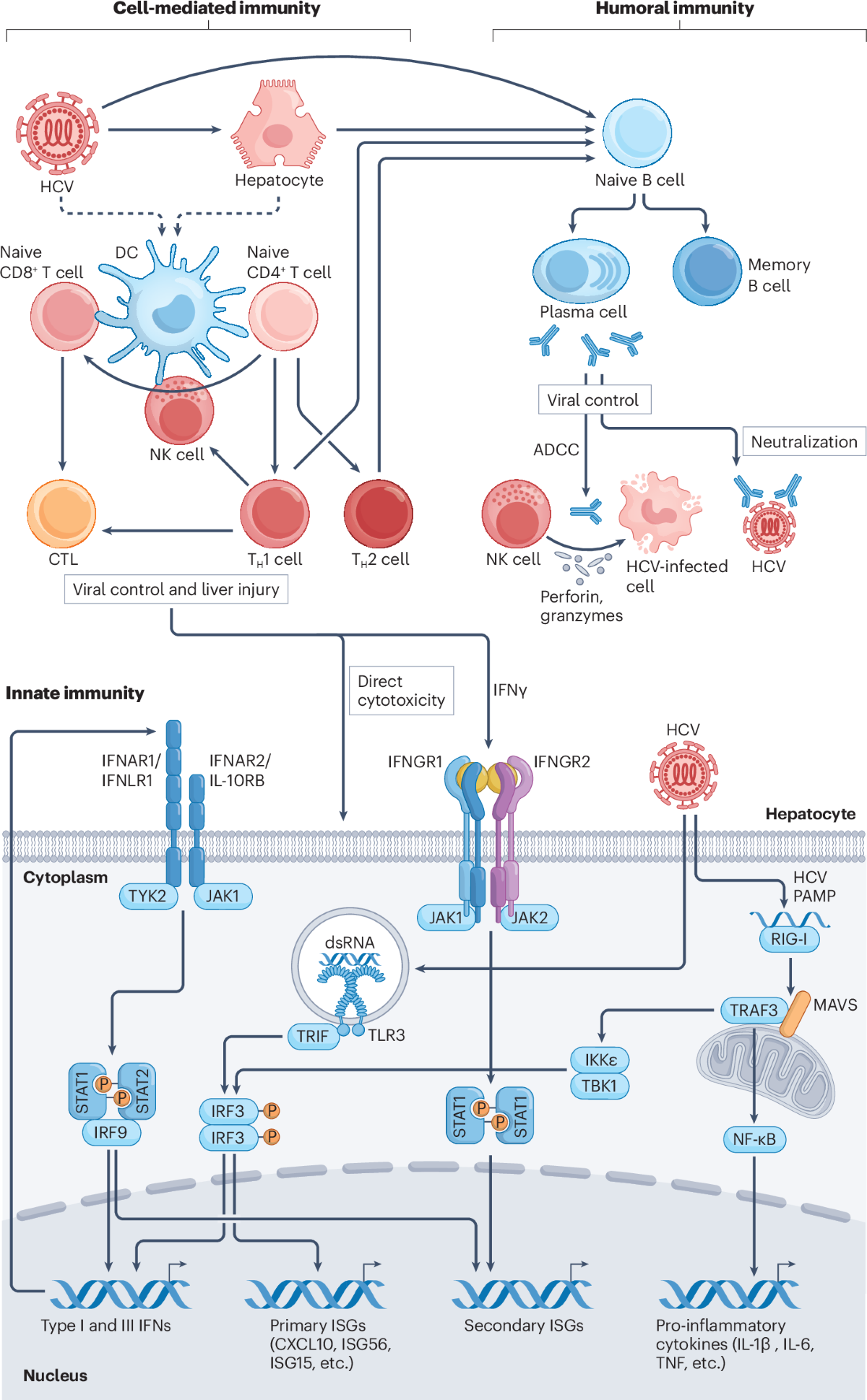 direct-acting antiviral agents against hepatitis c virus and lipid metabolism Key points for the management of in the era of pan-genotypic therapy Targets of protective immunity and