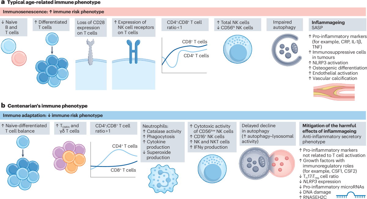 can glutathione delay period The long-lived immune system of centenarians