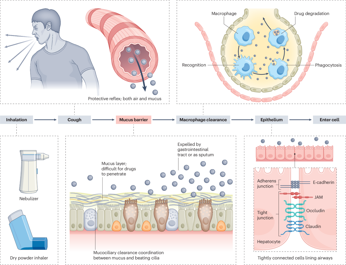 Inhalable materials and biologics for lung defence and drug delivery | Nature Reviews Materials Inhalable materials and biologics for lung defence and drug delivery | Nature Reviews Materials
