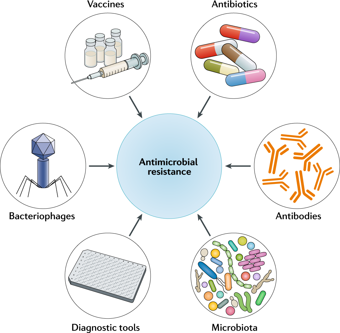 Illustration of bacterial resistance in the context of superinfection development, year 2021