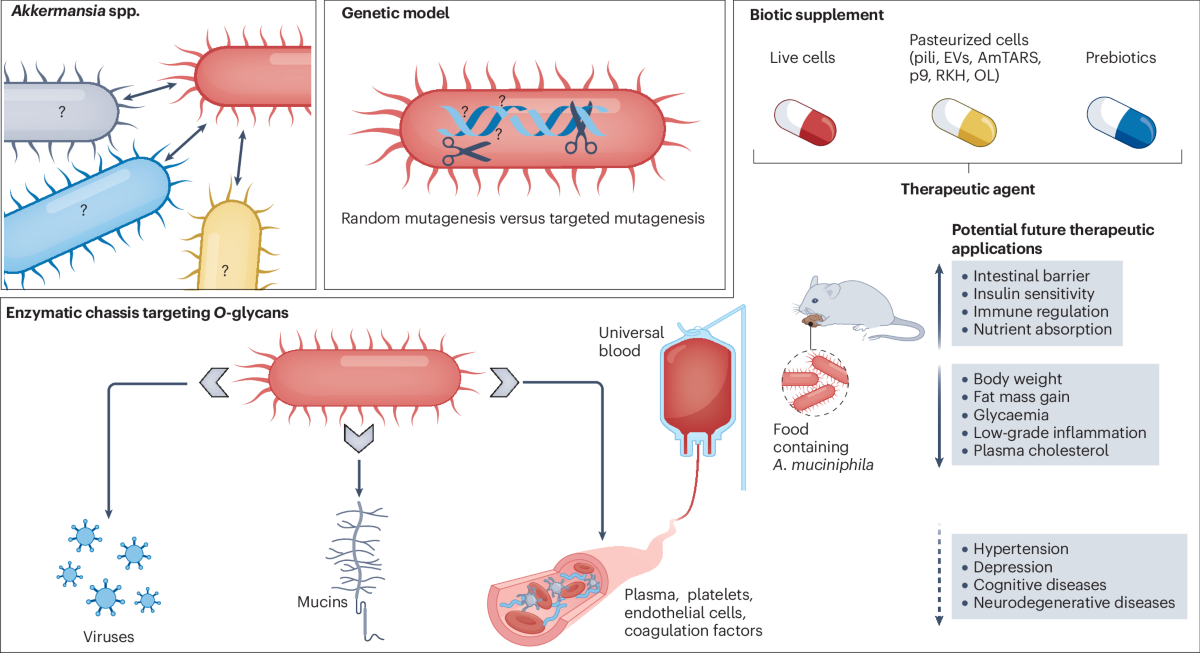 Akkermansia muciniphila Akk11 – Lợi khuẩn hỗ trợ sức khỏe xương khớp và chuyển hóa