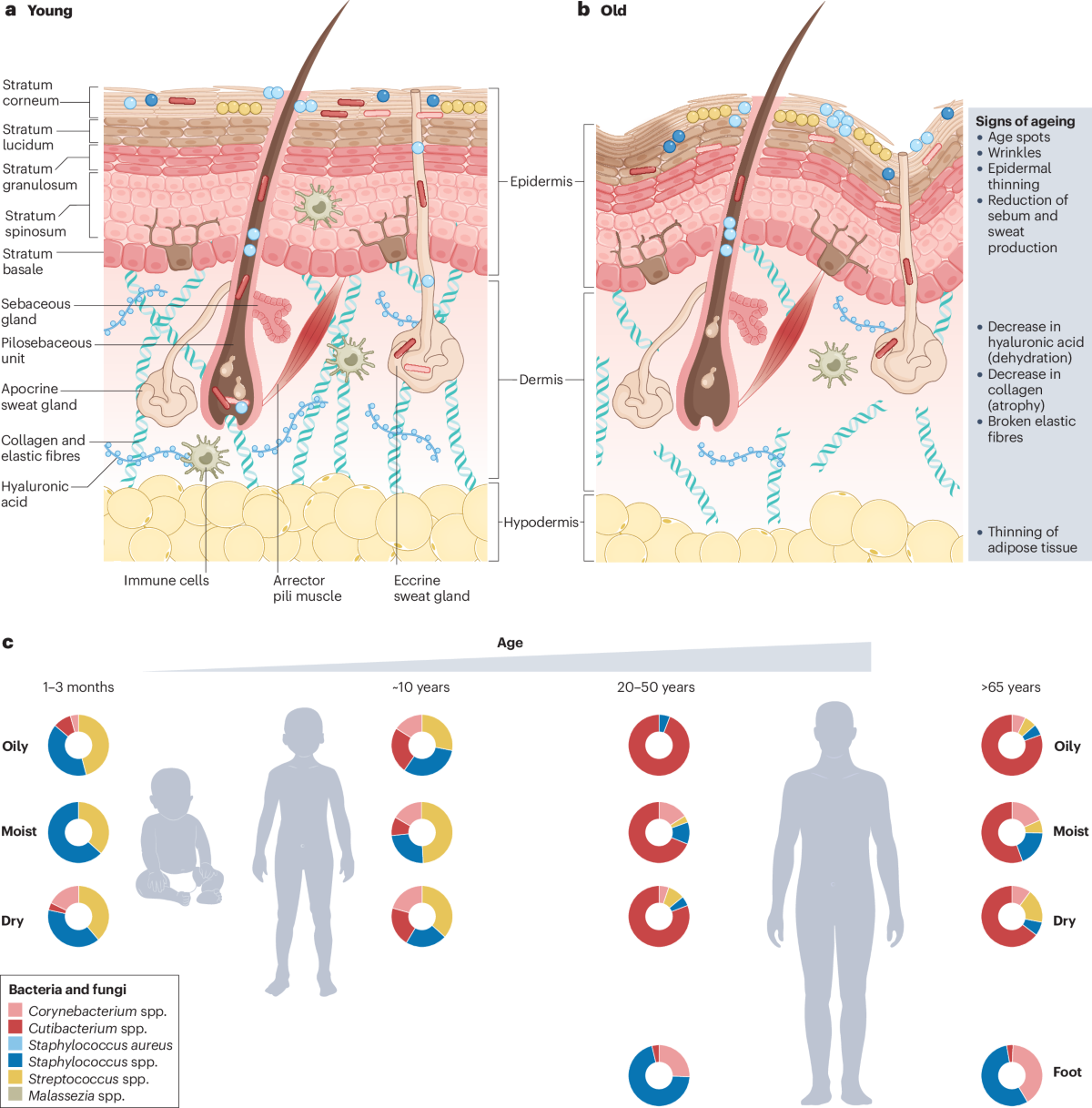 The human skin microbiome: from metagenomes to therapeutics 