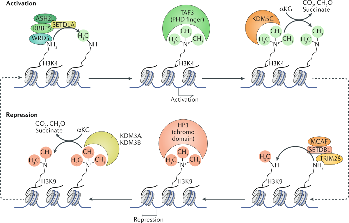 histone modification glutathione Roles and regulation of histone methylation in animal development