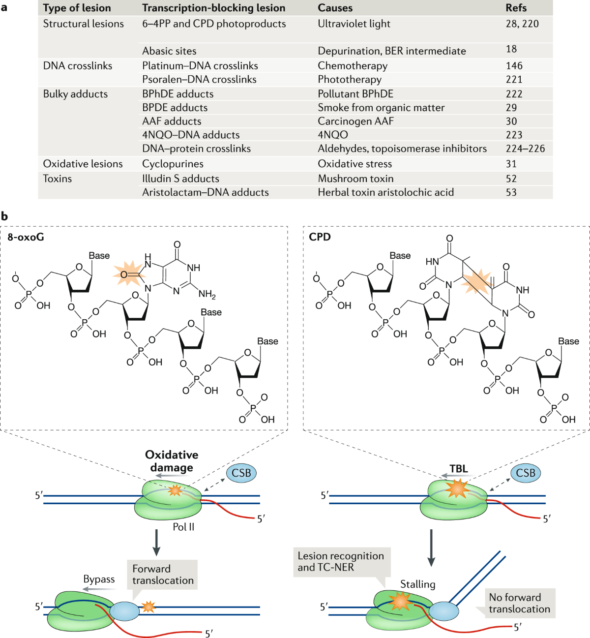 the-dna-damage-response-to-transcription-stress-nature-reviews-molecular-cell-biology