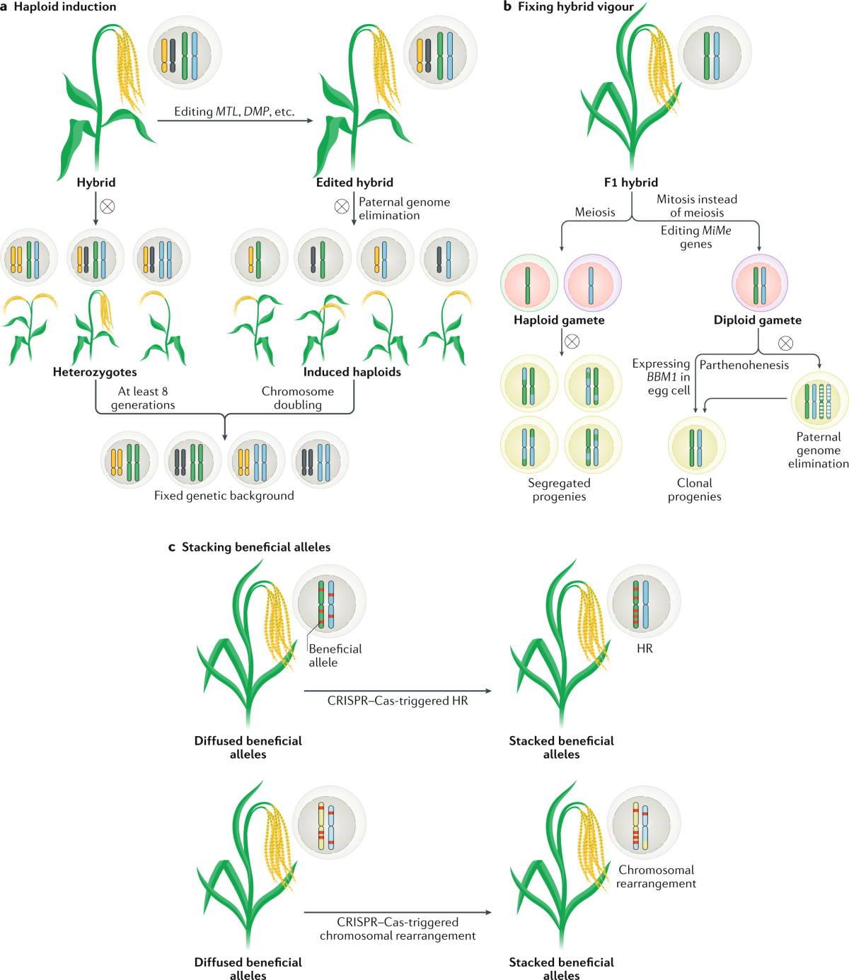 Applications of CRISPRCas in agriculture and plant biotechnology | Nature  Reviews Molecular Cell Biology