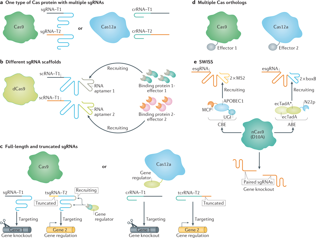 Applications of CRISPRCas in agriculture and plant biotechnology | Nature  Reviews Molecular Cell Biology