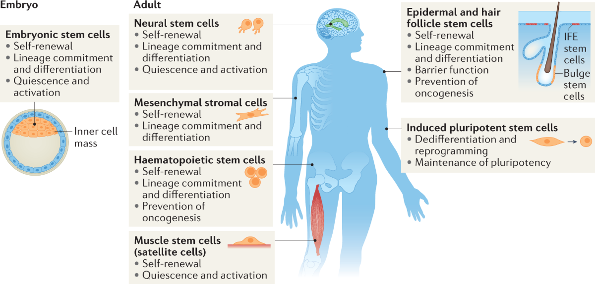 The Role of Stem Cells