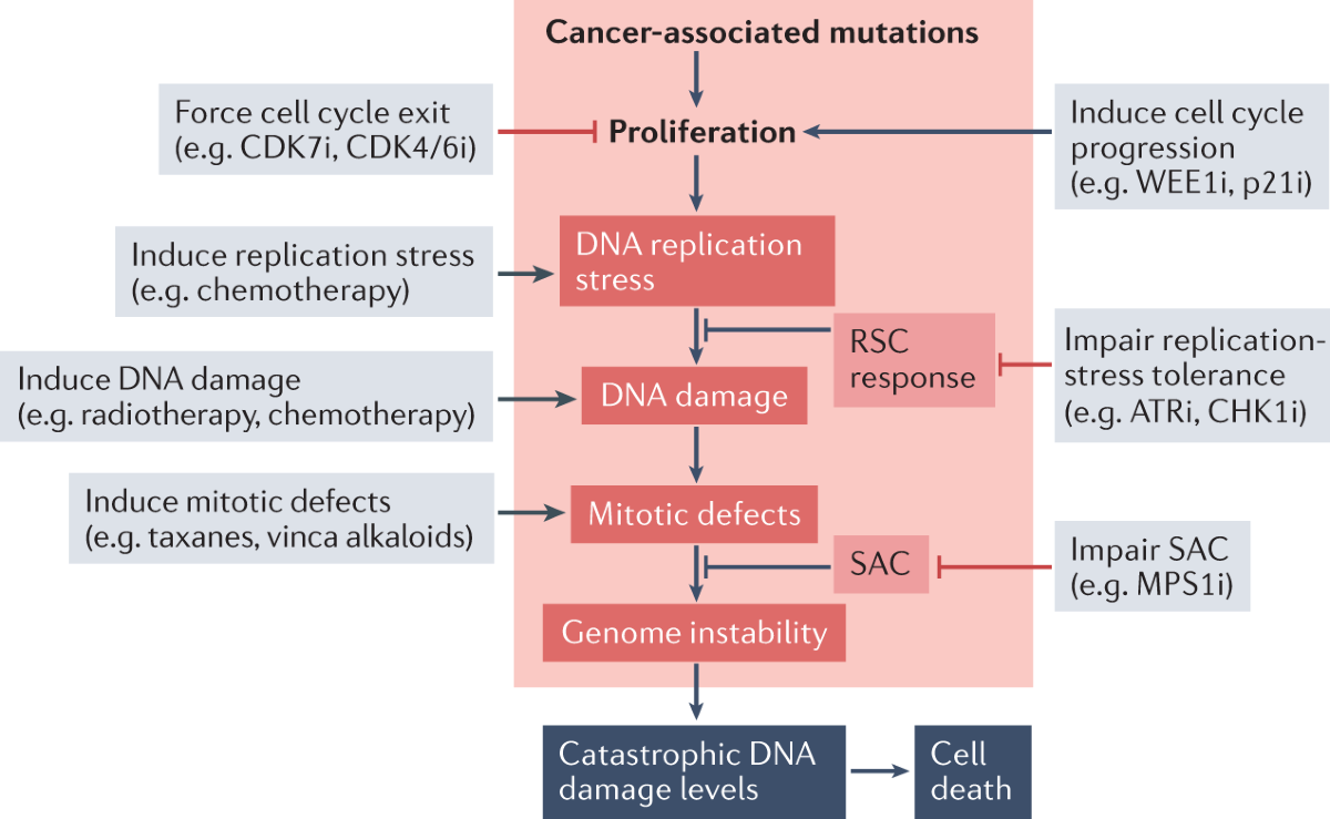 Cell cycle control in cancer | Nature Reviews Molecular Cell Biology, image size:1200x739
