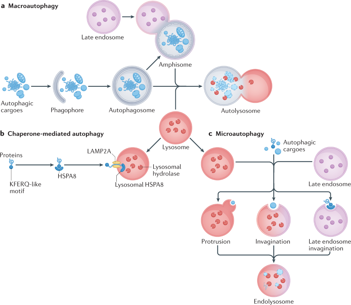 The emerging mechanisms and functions of microautophagy | Nature Reviews  Molecular Cell Biology
