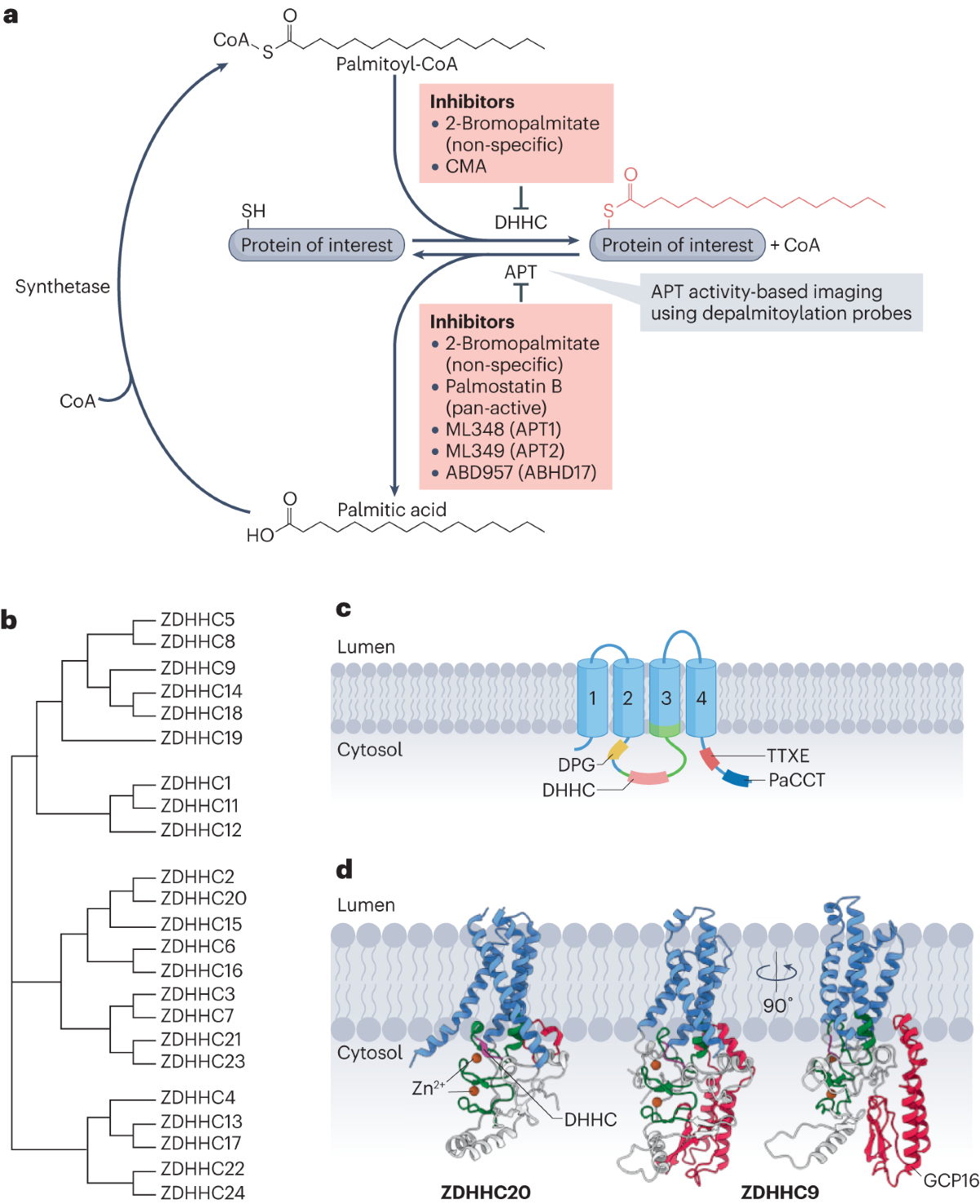 Mechanisms and functions of protein S-acylation | Nature Reviews Molecular  Cell Biology