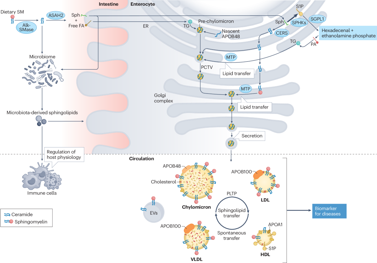 PHOSPHOLIPIDS, GLYCEROPHOSPHOLIPIDS, SPHINGOMYELIN AND GLYCOLIPIDS | PPTX, image size:1200x838