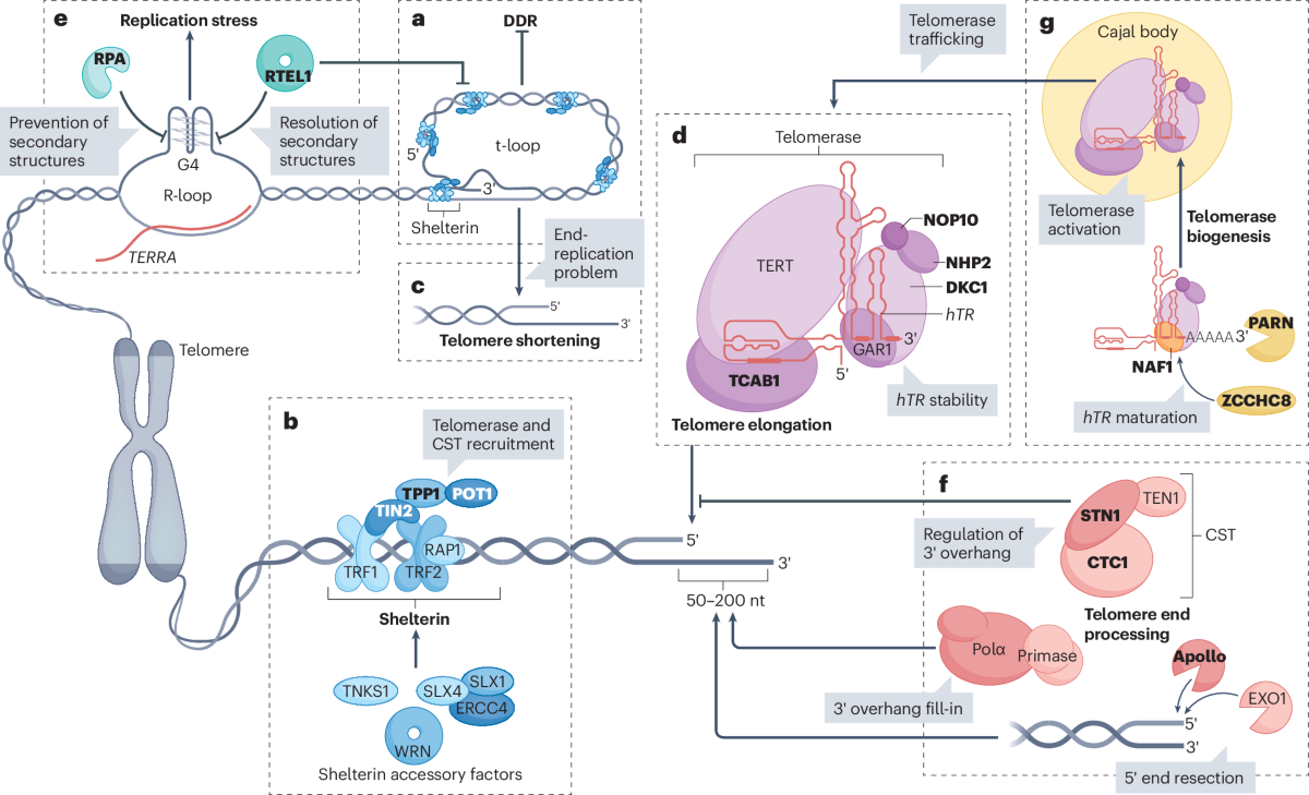 Telomere function and regulation from mouse models to human ageing and  disease | Nature Reviews Molecular Cell Biology