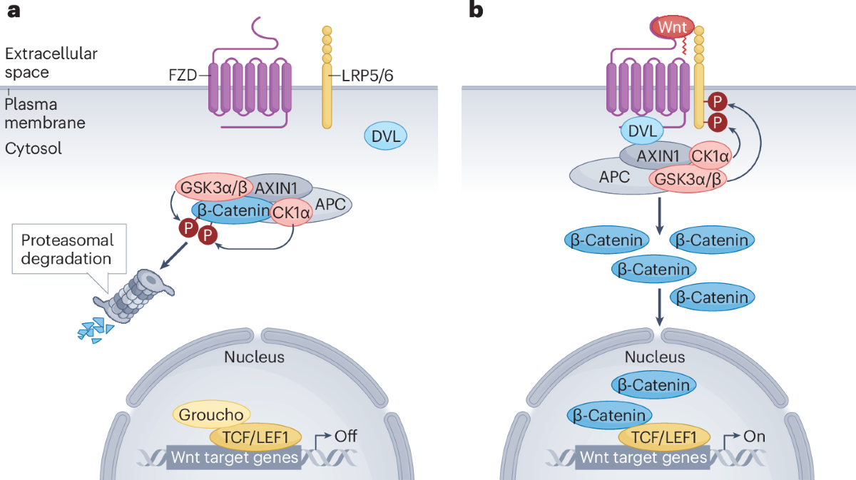 ghk cu peptide definition function  How GHK Peptide Works  Signaling GHK acts as a switch for skin  repair: Interacts with adenosine receptors  reduces inflammation Activates  MAPK/ERK, PI3K/Akt, TGF- pathways Stimulates fibroblasts & keratinocytes   boosts collagen, elastin
