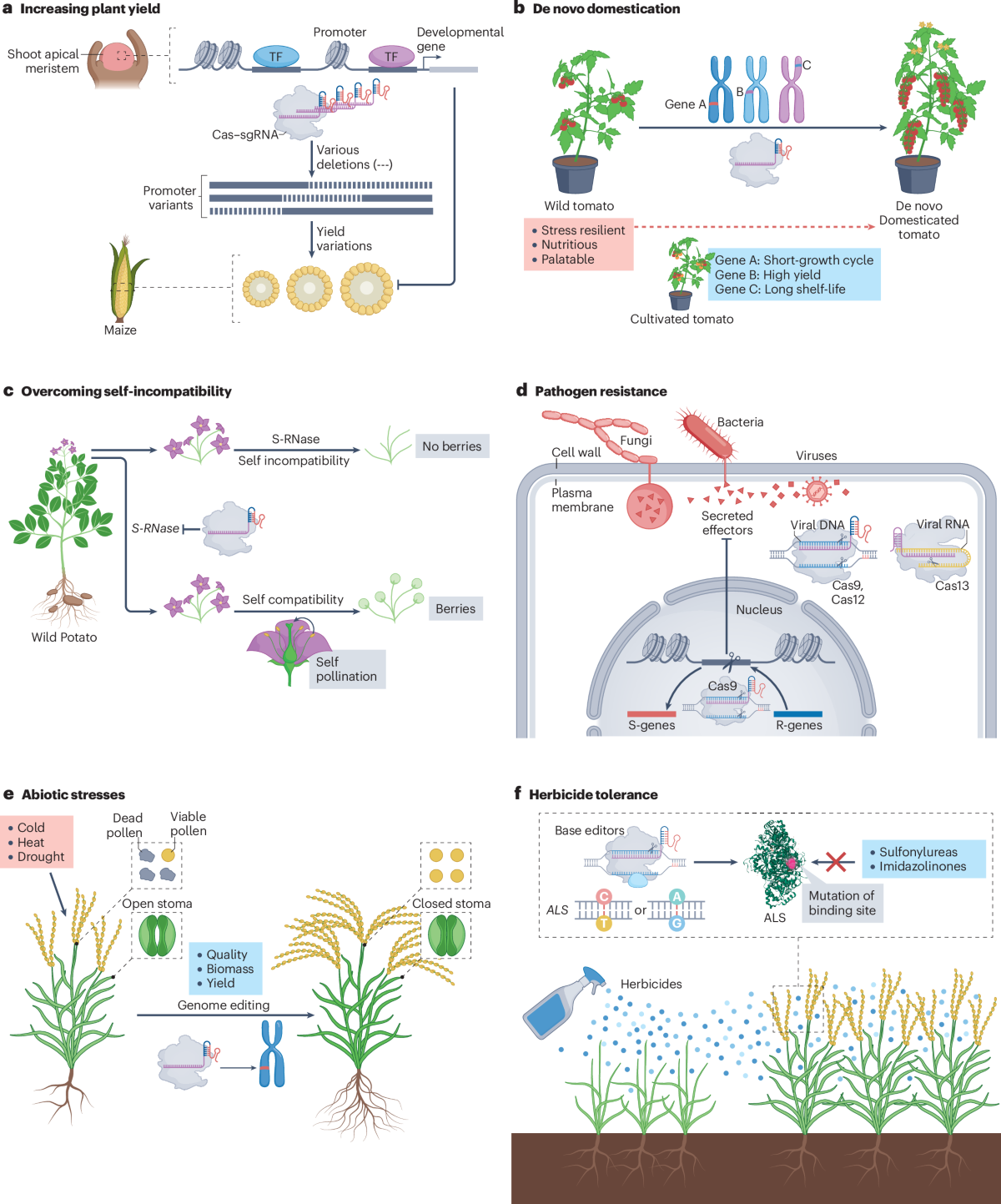 disease resistant rice developed using CRISPR gene editing in agriculture