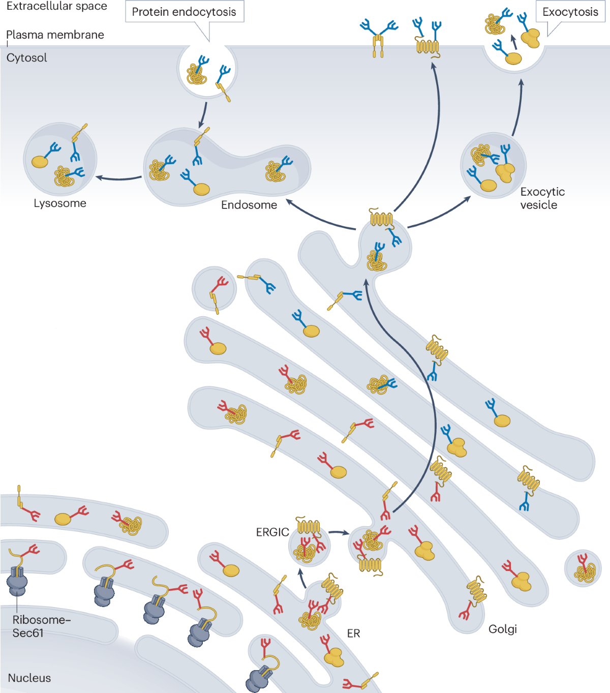 N-glycan-dependent protein maturation and quality control in the ER |  Nature Reviews Molecular Cell Biology