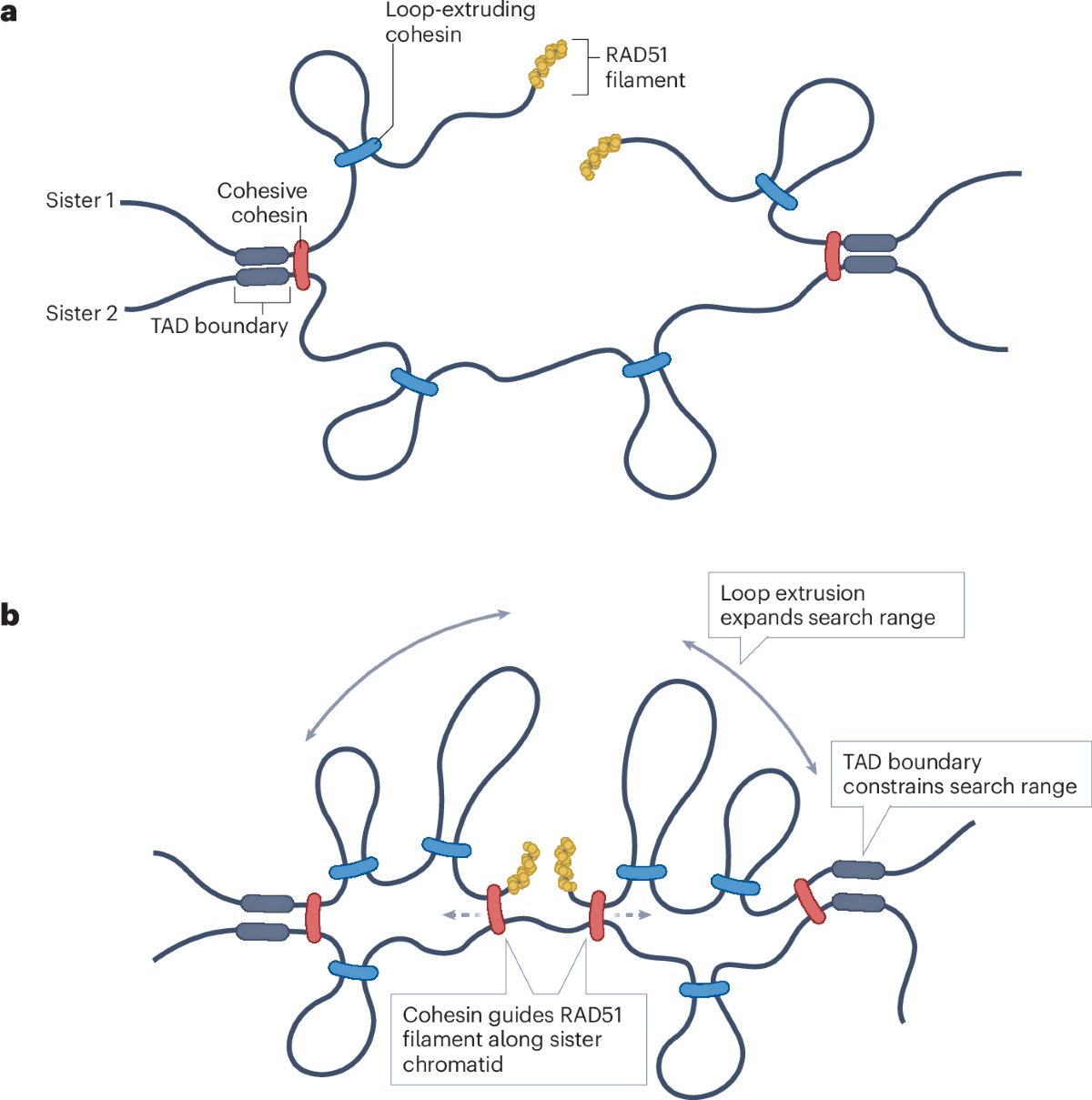 Organization of replicated chromosomes by DNA loops and sister chromatid  cohesion | Nature Reviews Molecular Cell Biology, image size:1200x1209