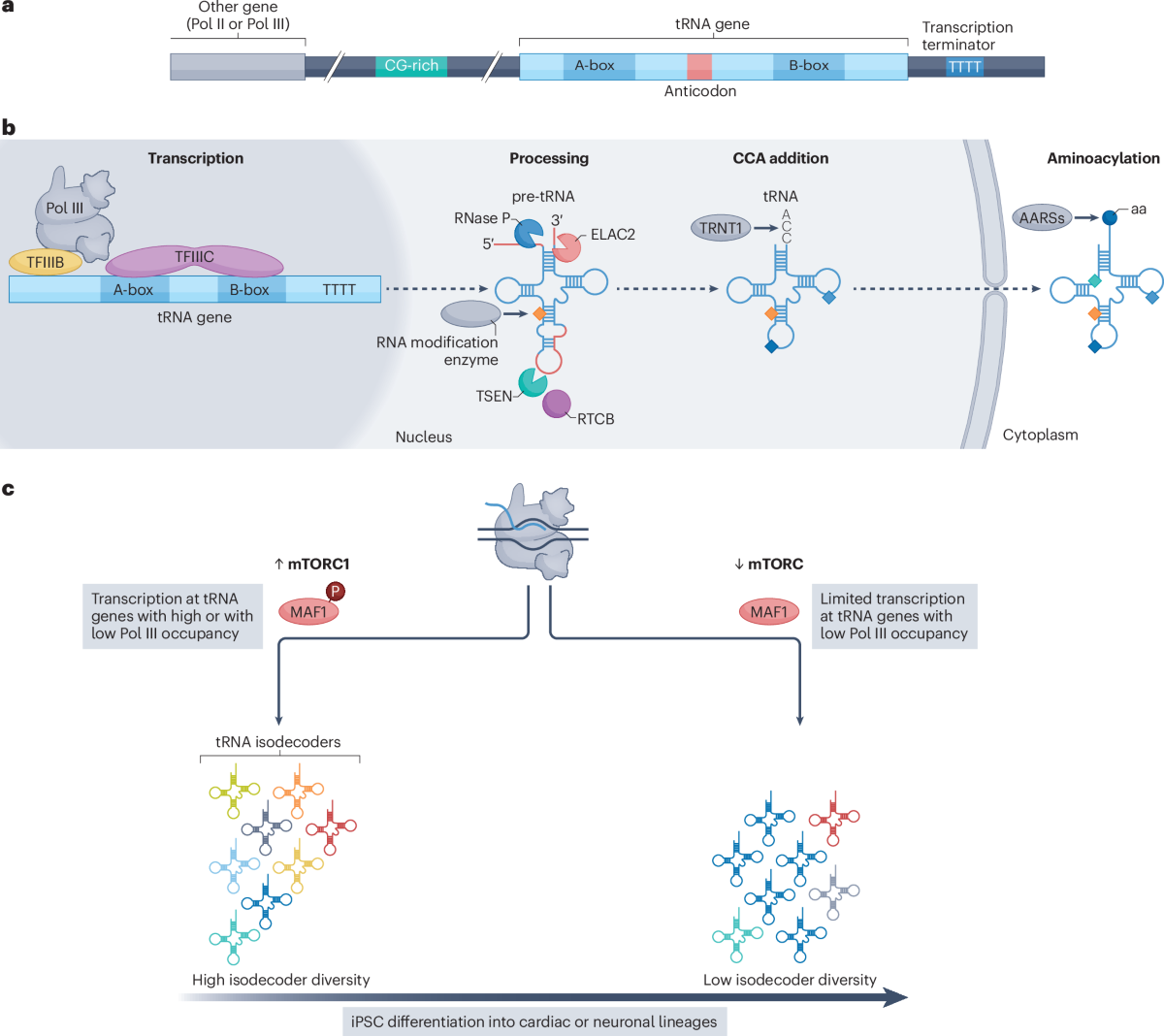 The regulation, function and disease relevance of cytoplasmic 