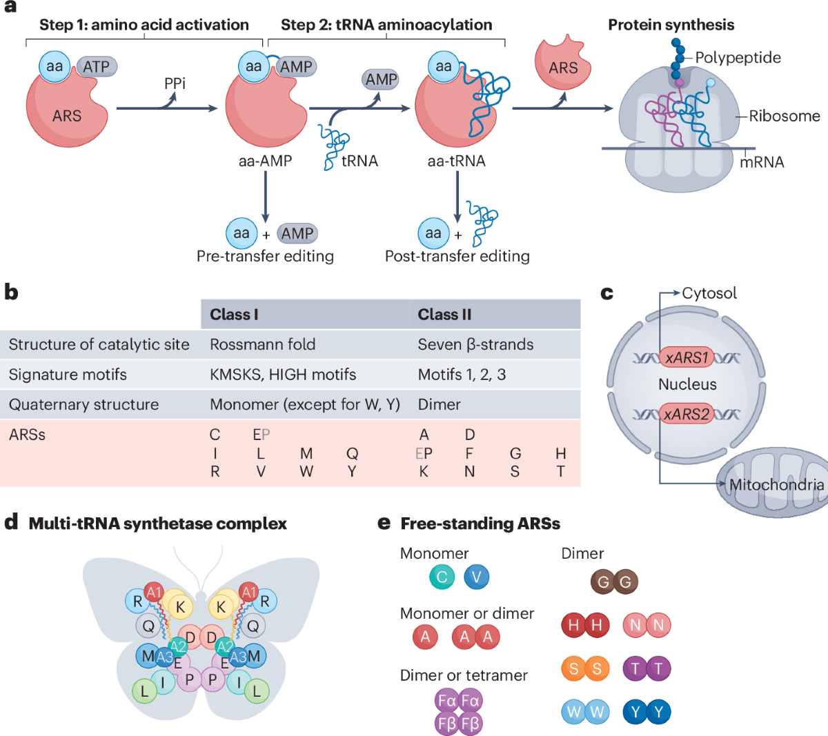 Human aminoacyl-tRNA synthetases as integrators of translation and cell signalling networks