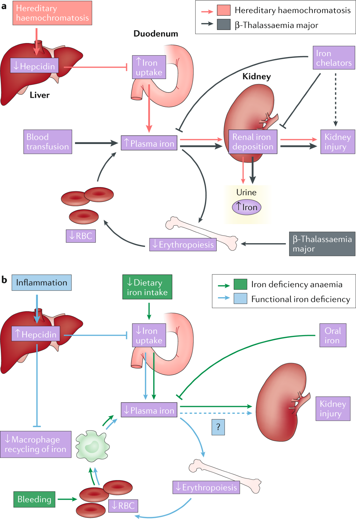 The multifaceted role of iron in renal health and disease | Nature Reviews  Nephrology