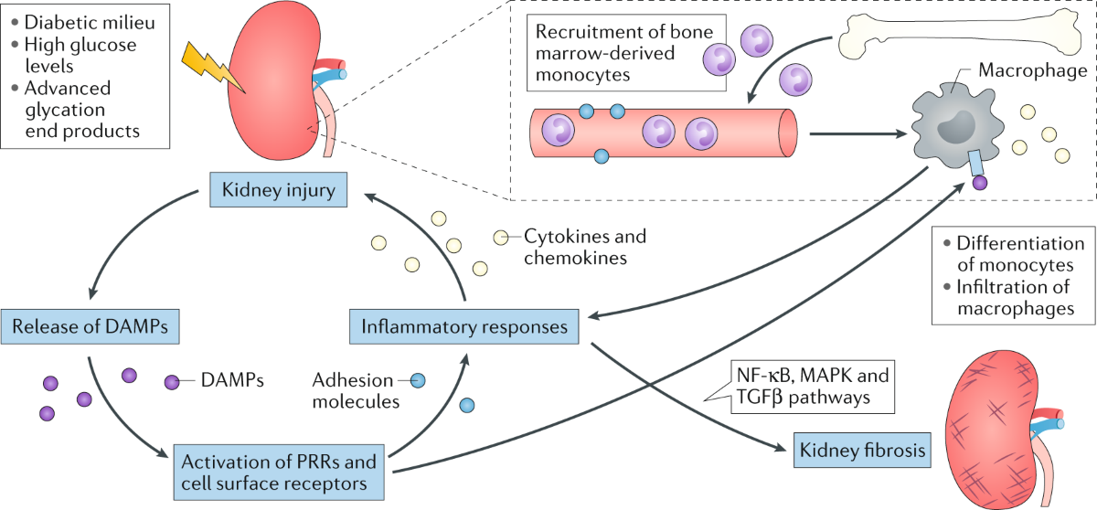 glutathione side effects on thyroid Glutathione And Thyroid: Clinical Evidence & Safety  PlexusDx