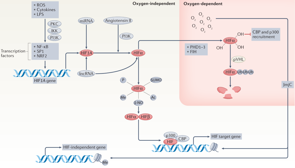 hif-2α glutathione The effect of HIF on metabolism and immunity Professional Formulas Clostridium difficile 30X Hypoxia and Metabolism: The Role