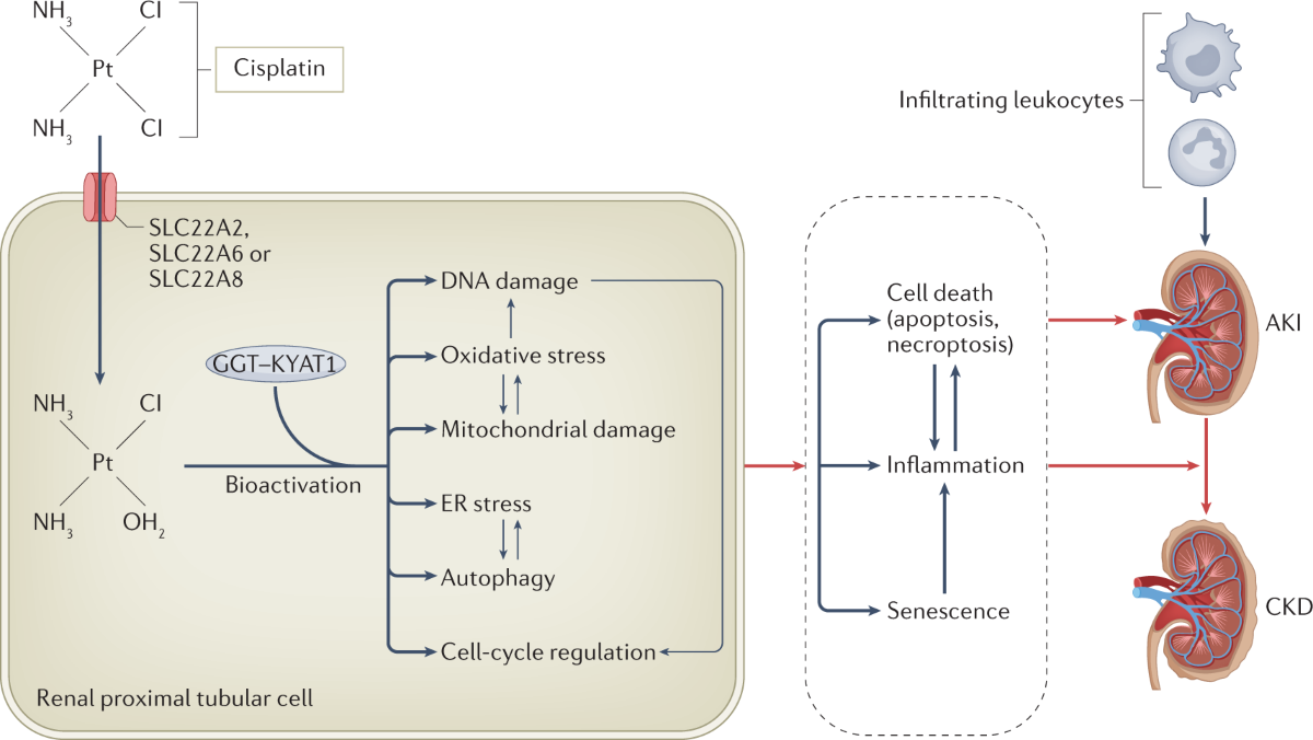 dihexa nephrotoxicity Cisplatin nephrotoxicity: new insights and therapeutic implications