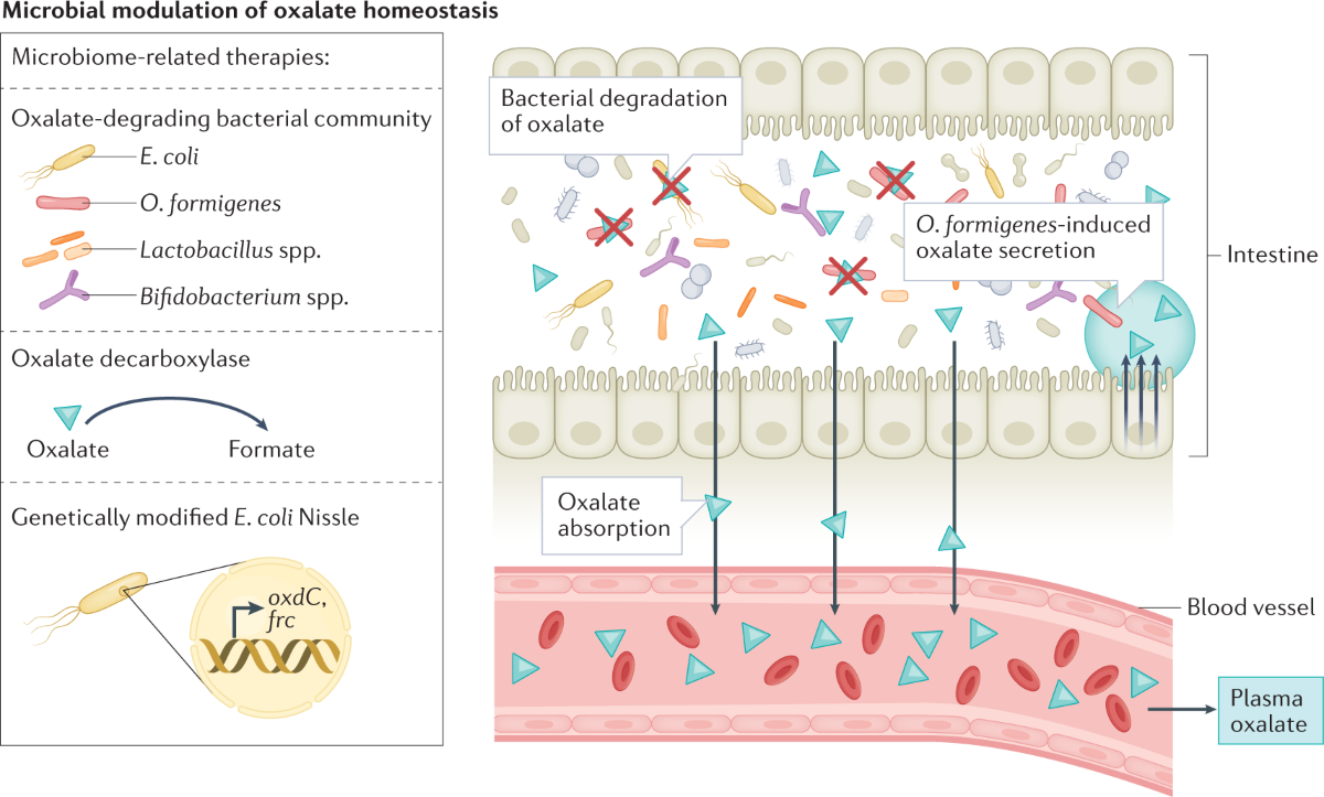 Oxalate homeostasis