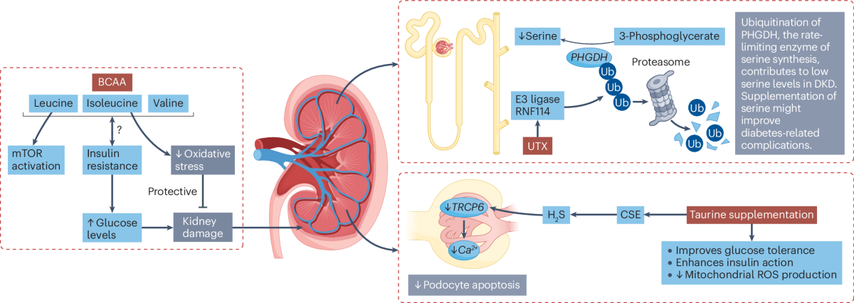igf 1 lr3 efectos secundarios HGH vs IGF-1 LR3: Scientific Comparison & Research Guide