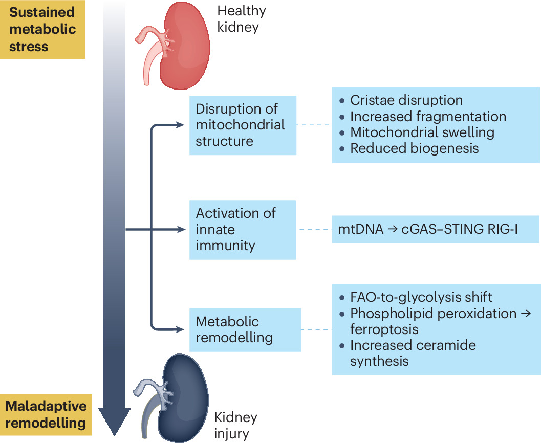 Cardiovascular–kidney–metabolic syndrome as a mitochondrial systems disorder