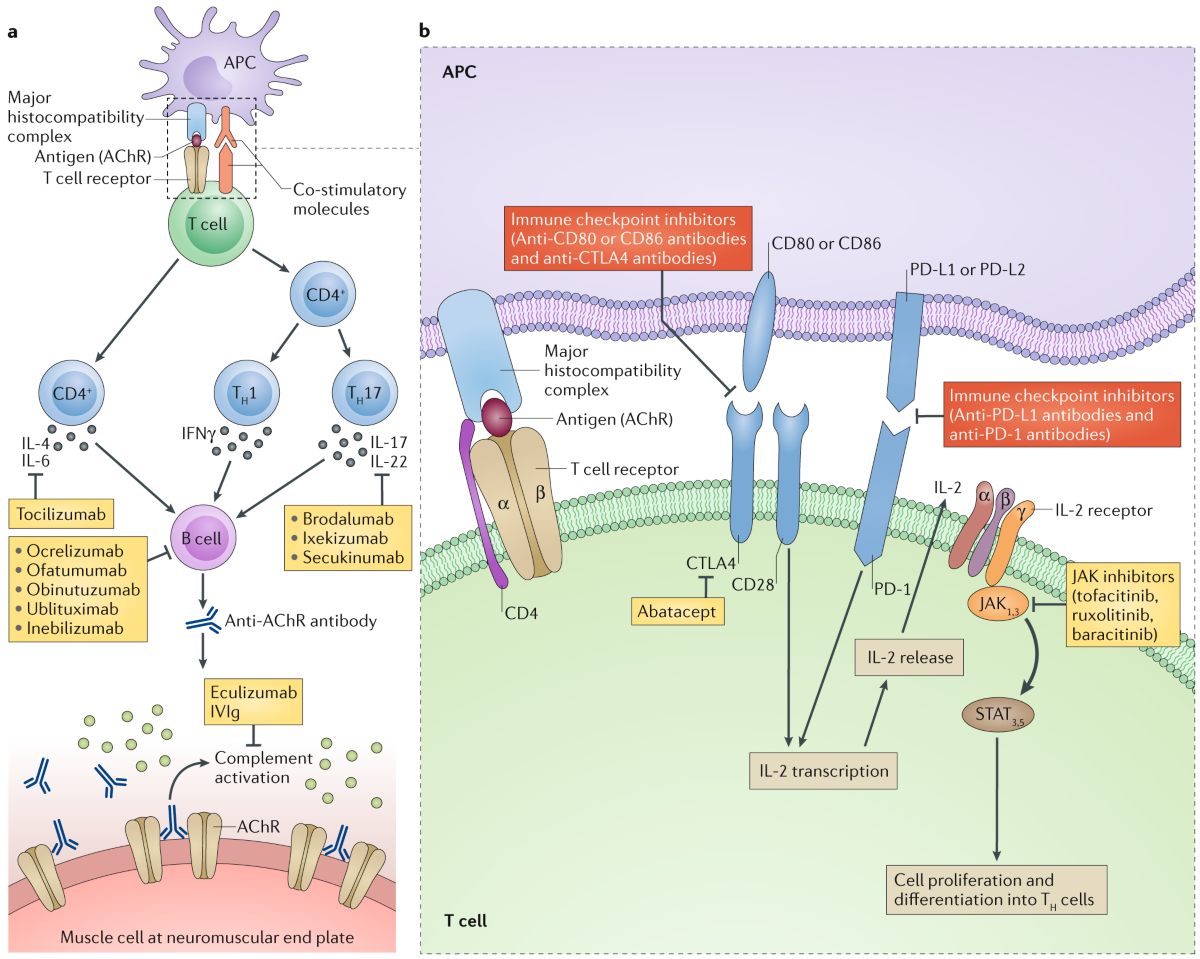 Immunotherapy in myasthenia gravis in the era of biologics