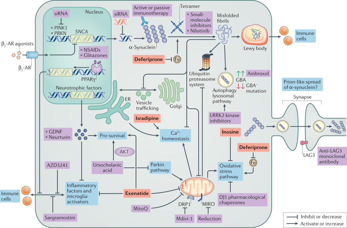 nct retatrutide parkinson's disease Emerging therapies in Parkinson disease — repurposed drugs and new  approaches
